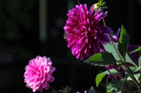 IMG_0164.jpg